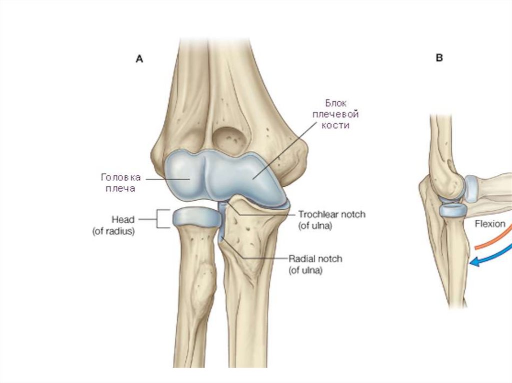 Плечелоктевой сустав. Локтевой сустав анатомия строение. Схема строения локтевого сустава. Мыщелки Локтевского сустава. Локтевой сустав строение костей.
