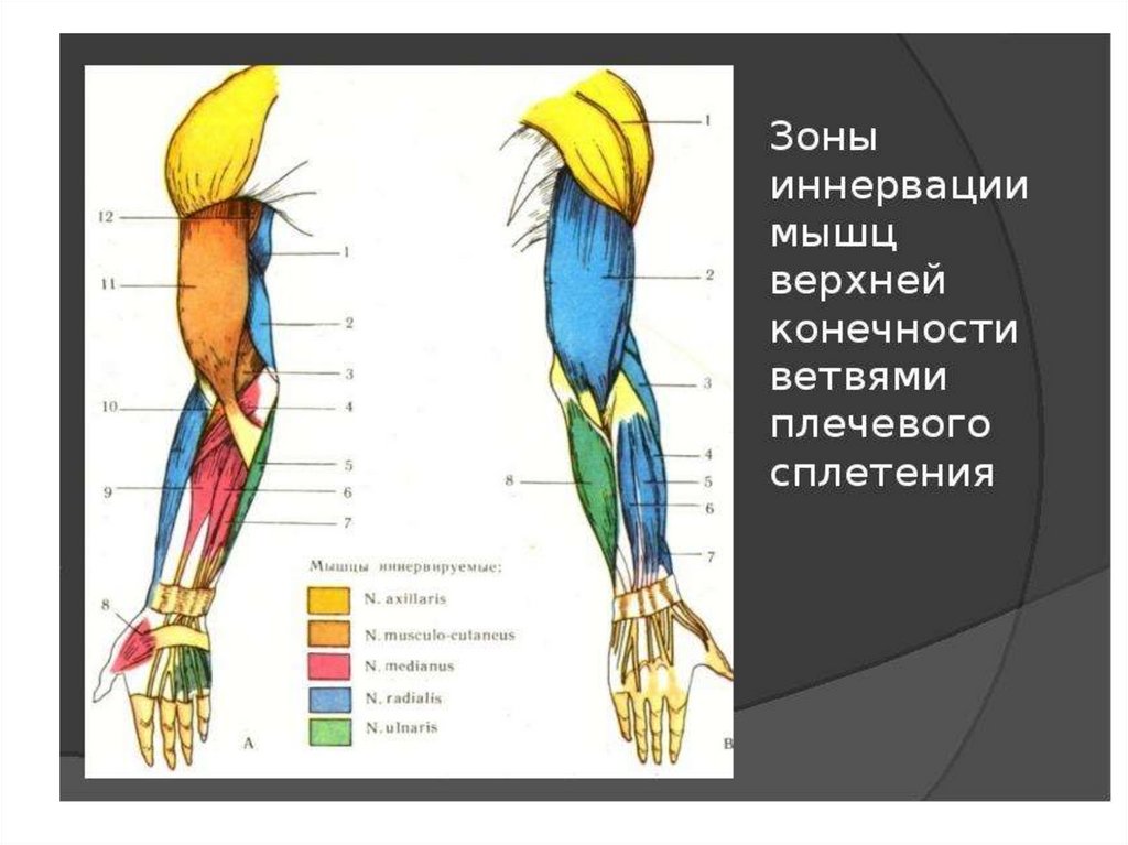 Иннервирующие мышцы. Иннервация кожи верхней конечности топографическая анатомия. Иннервация мышц верхней конечности. Зоны иннервации плечевого сплетения. Иннервация мышц свободной верхней конечности.