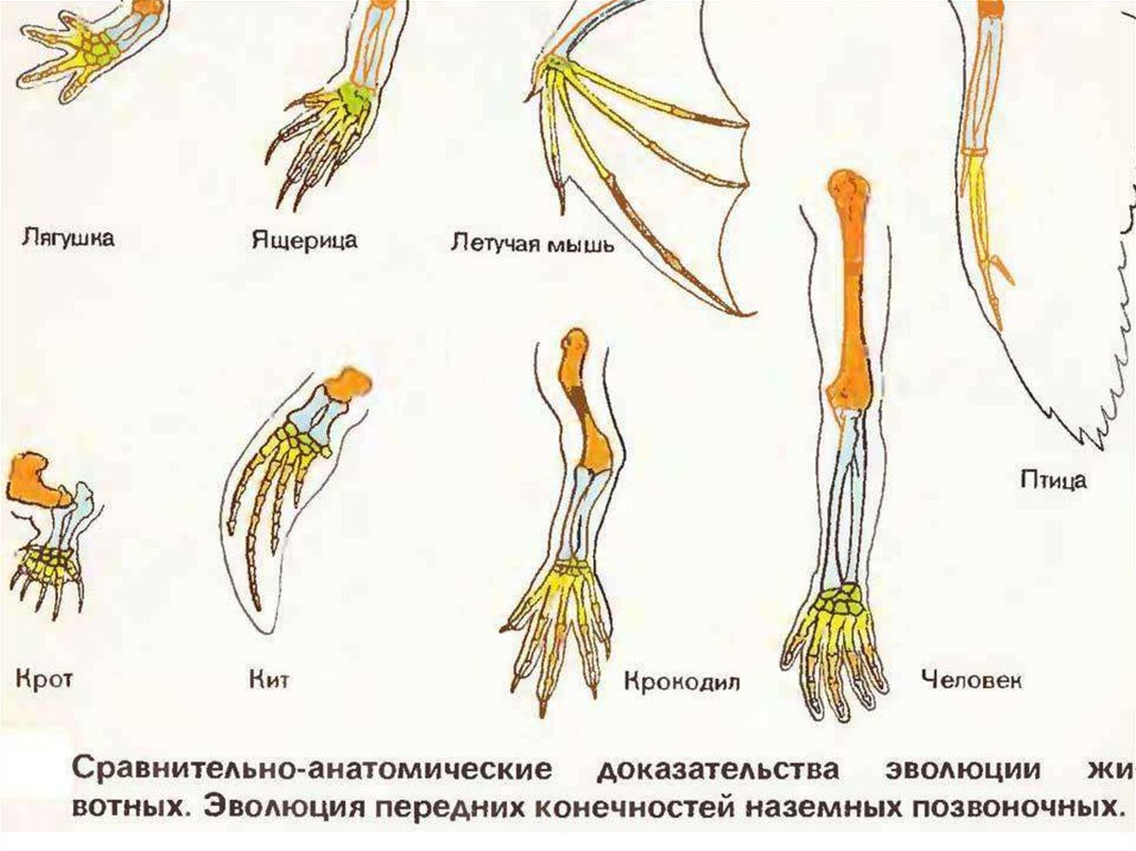 Суставы верхней конечности