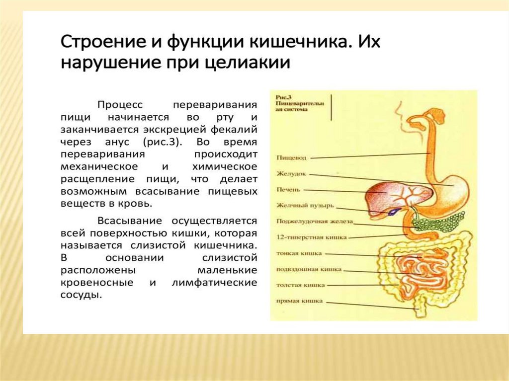 Сестринский уход при целиакии презентация