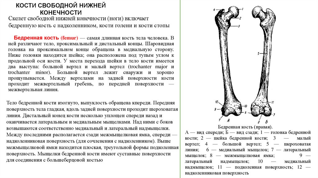 Соединения свободных конечностей. Скелет свободной нижней конечности бедренная кость строение. Кости свободной части нижней конечности бедренная кость. Строение костей свободной нижней конечности.