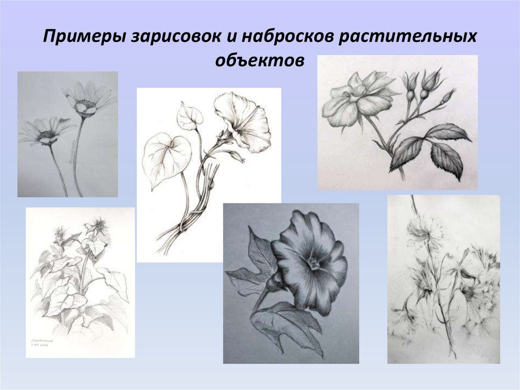 Примеры зарисовок и набросков растительных объектов