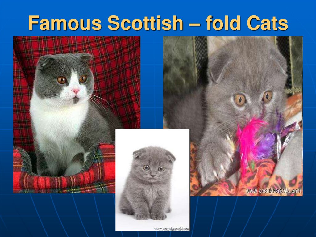 Famous Scottish – fold Cats
