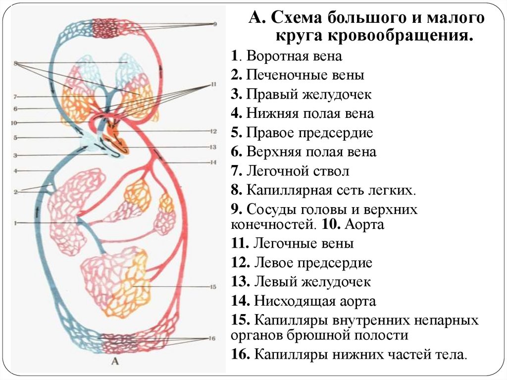 Система полых вен схема