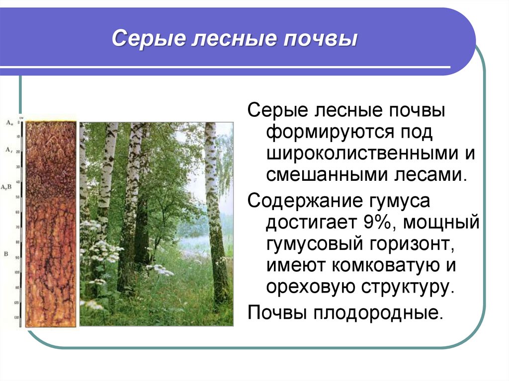 Почвы зоны смешанных лесов в россии. Гумусовый Горизонт серых лесных почв. Лесная почва. Светло-серые Лесные почвы. Светло-серые Лесные почвы строение.