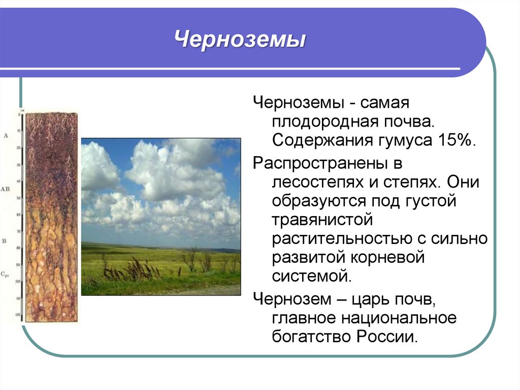 В какой природной зоне самые плодородные земли. Почвы лесостепи. Лесостепи и степи почва. Чернозёмы лесостепи почвы. Почвы степей и лесостепей в России.