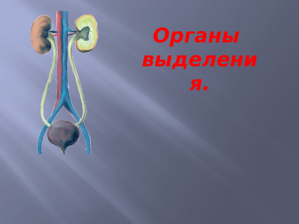 Выделение 10 лет. Презентация на тему органы выделения. Органы выделения картинка. Выделительная система человека презентация. Органы выделения человека презентация.