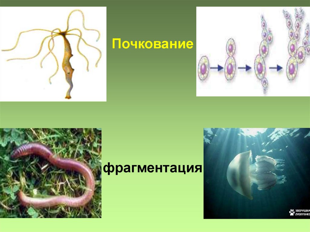 Вегетативное фрагментация. Почкование и фрагментация. Размножение почкованием. Вегетативное размножение фрагментация. Фрагментация у растений.