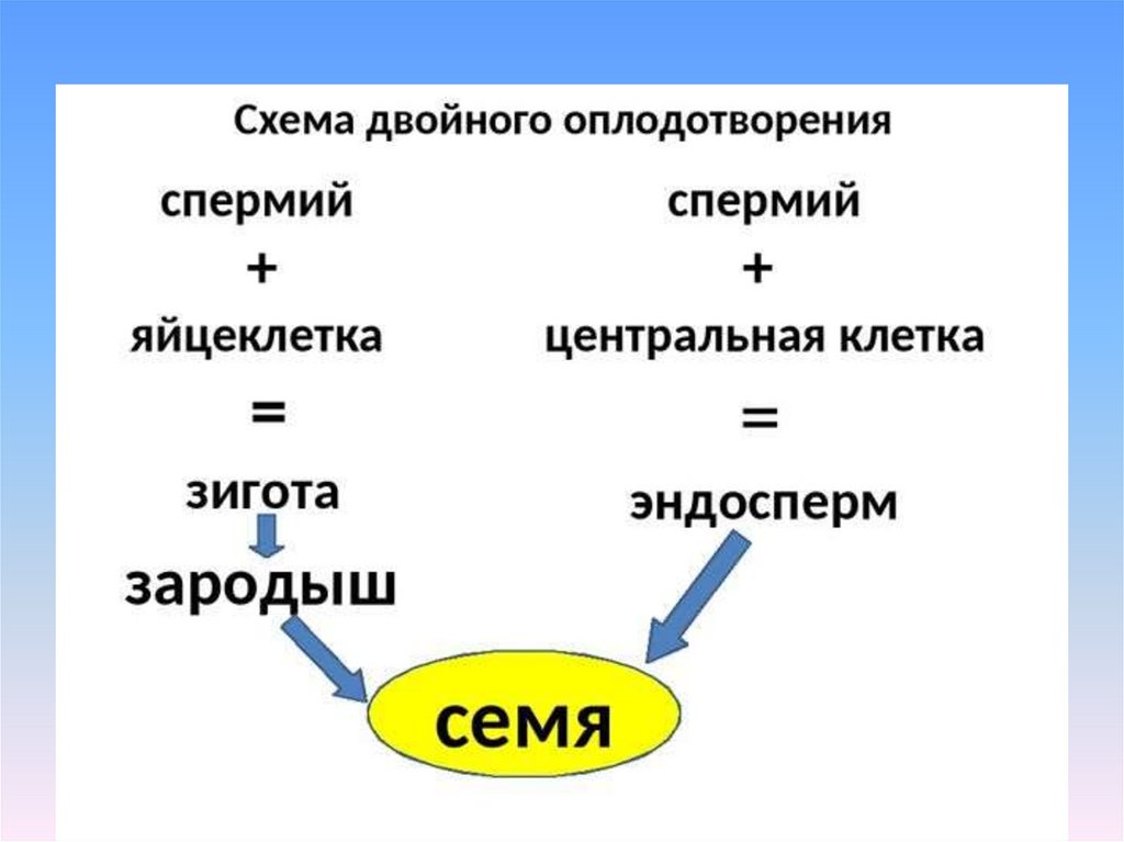 Схема двойного оплодотворения которая отражала бы суть процесса