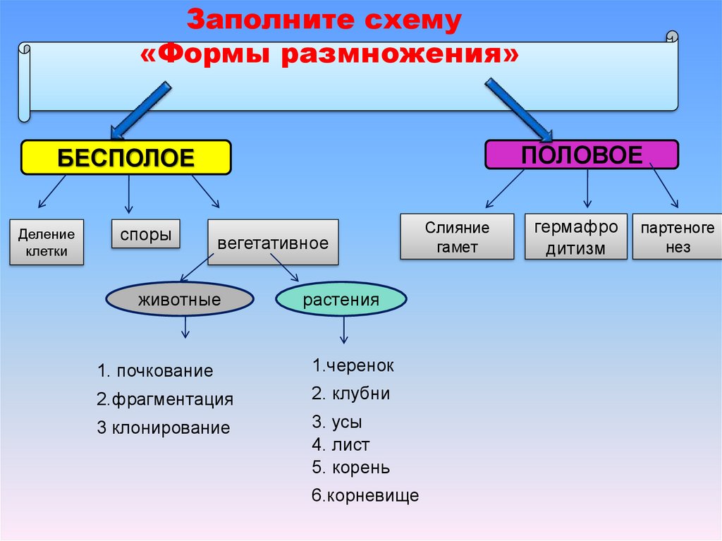 Формы размножения организмов презентация