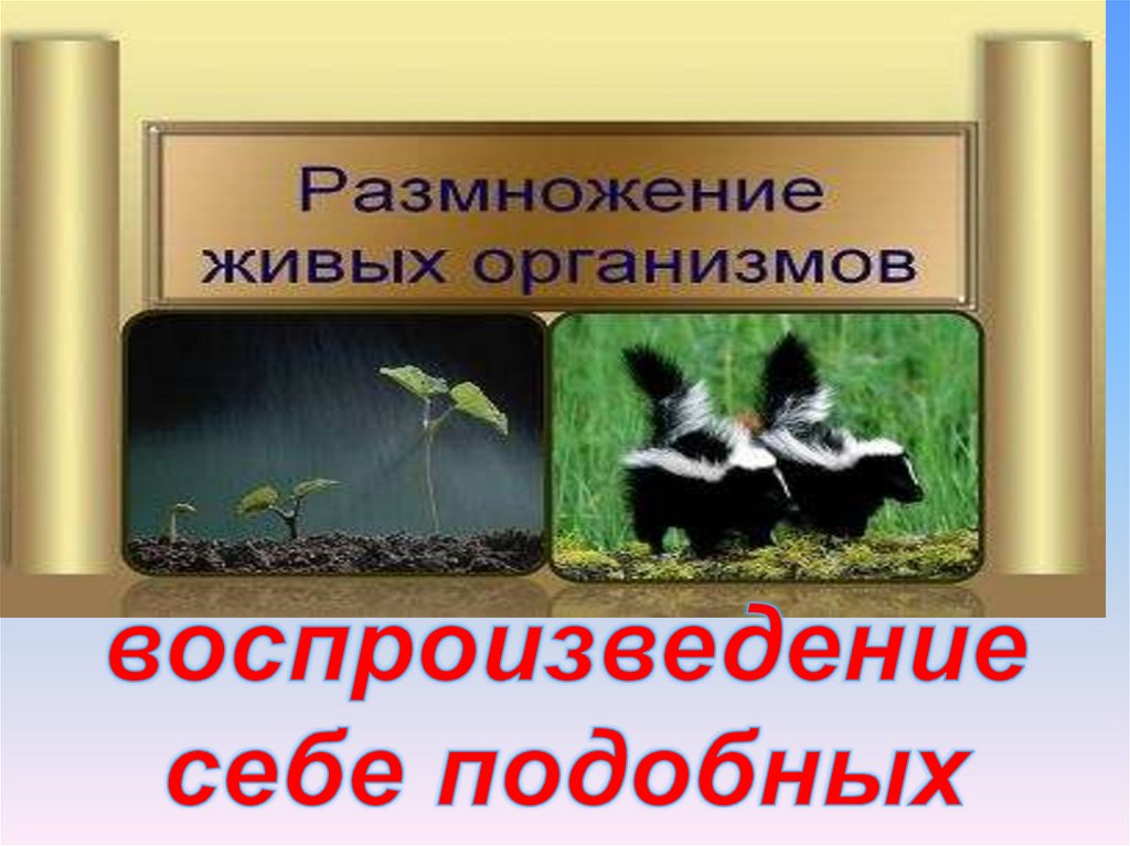 Размножение организмов 9 класс биология презентация