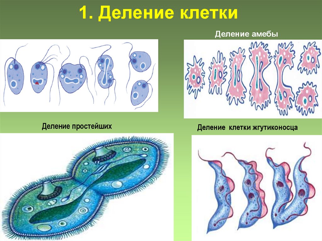 Период деления клетки. Бесполое размножение деление. Размножение делением клетки. Бесполое размножение деление клетки. Бесполое размножение простейших.