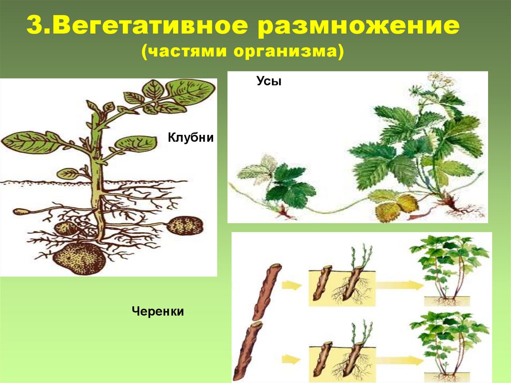 Способы размножения растений рисунки. Виды бесполого размножения вегетативное. Размножение растений частями вегетативных органов. Способы вегетативного размножения почкование. Вегетативное размножение организмов.