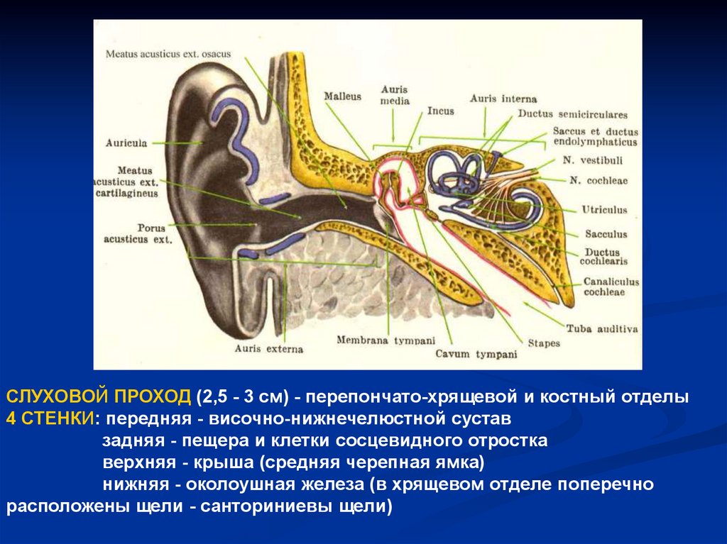 Строение периферического отдела уха. Схема периферического отдела вестибулярного анализатора. Строение периферического отдела вестибулярного анализатора. Орган являющийся частью вестибулярного аппарата в ухе. Структуры периферического отдела вестибулярного анализатора.