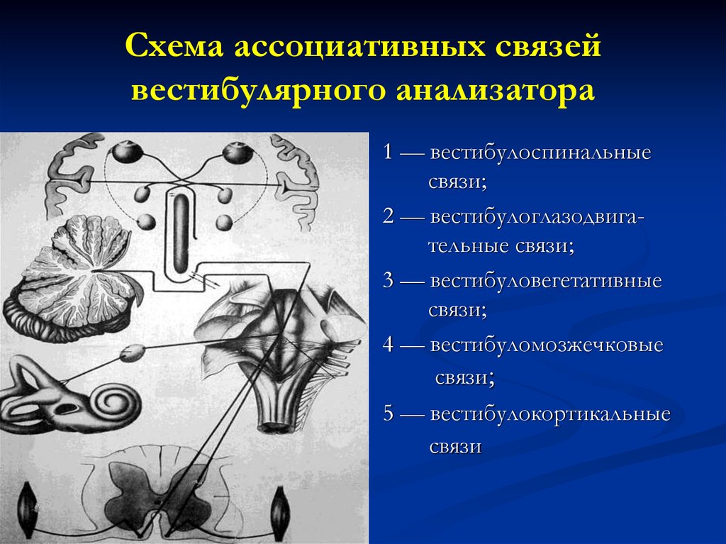 Слуховой и вестибулярный анализаторы 8 класс презентация