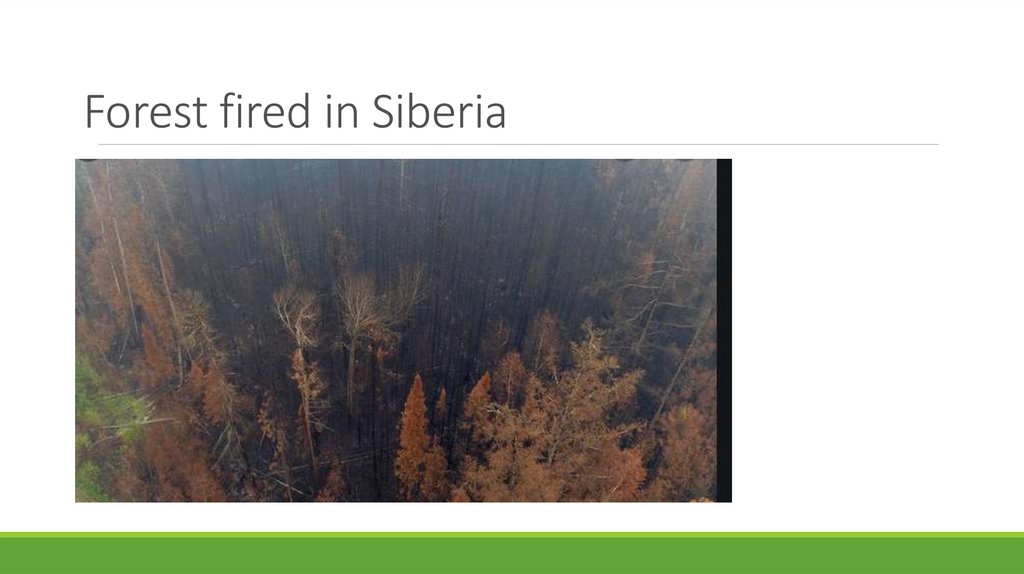Forest fired in Siberia