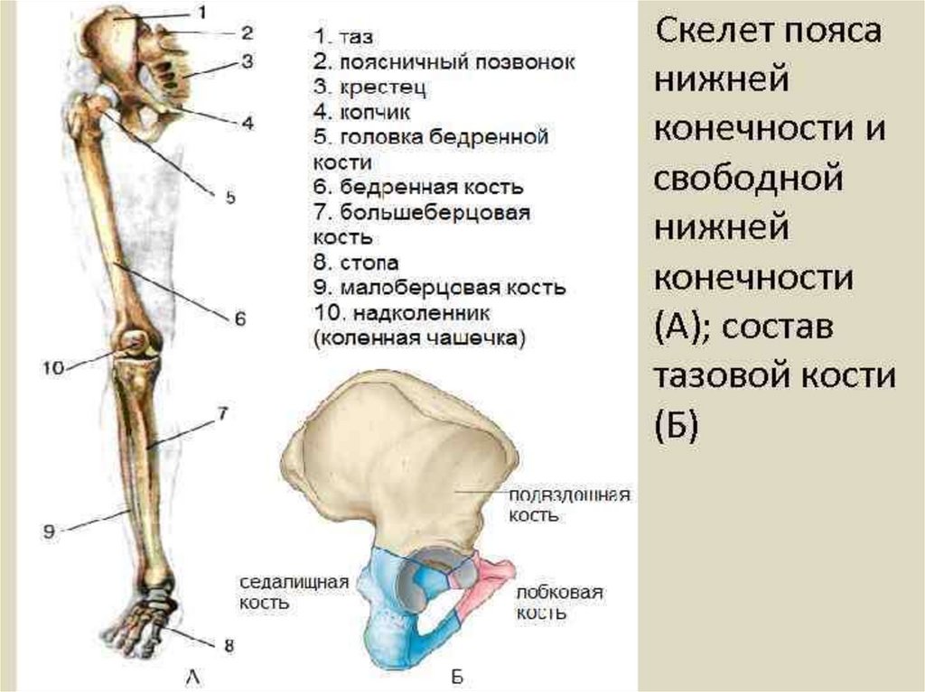 Основные части скелетов поясов и свободных конечностей