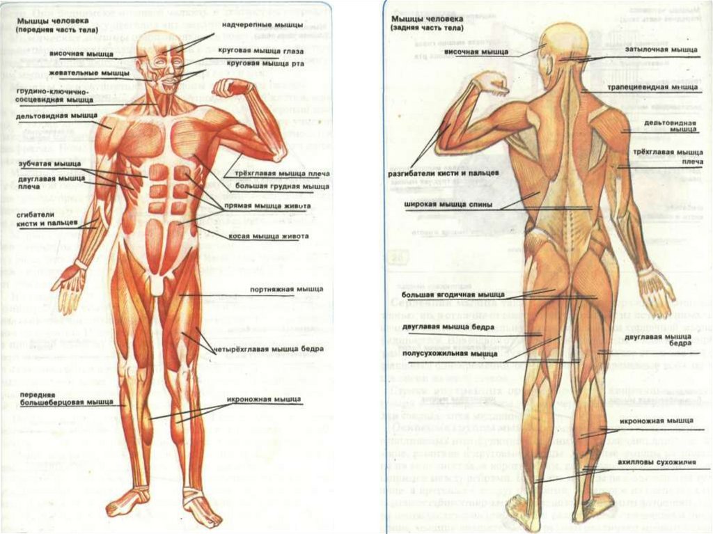 Строение скелет мышцы. Мышечная система человека схема. Строение скелета мышечная система. Мышечная система человека схема для массажа.