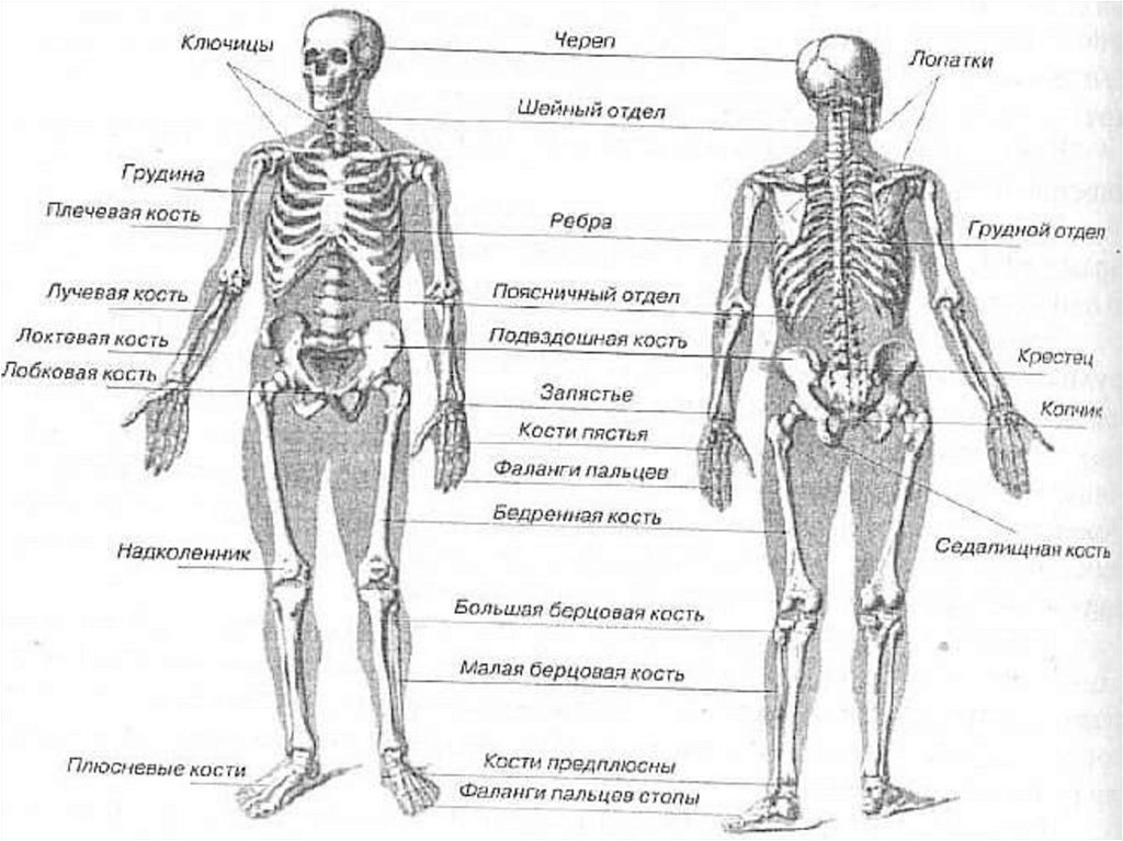 Скелет с названиями костей на русском языке. Костная система человека схема. Строение человека кости скелета. Кости туловища человека анатомия. Скелет анатомия человека по отделам.