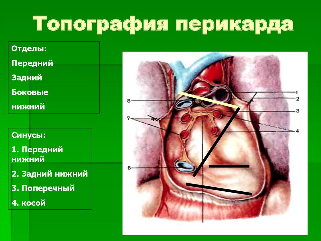 Передний нижний синус перикарда. Перикард топографическая анатомия. Поперечная пазуха перикарда (Sinus transversus pericardii). Перикард строение синусы. Топографическая анатомия сердца и перикарда.