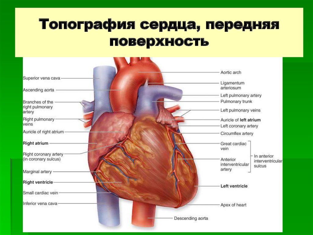 Топографическая анатомия сердца презентация