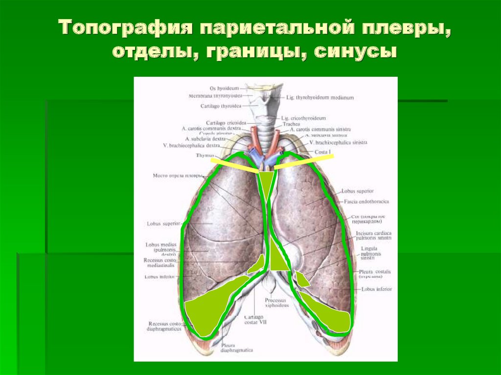 Сосуды плевры. Топография плевры. Границы плевры топографическая анатомия. Синусы плевры топографическая анатомия. Плевра топографическая анатомия.