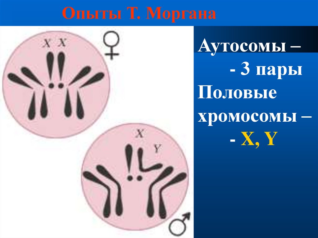 Опыты Т. Моргана