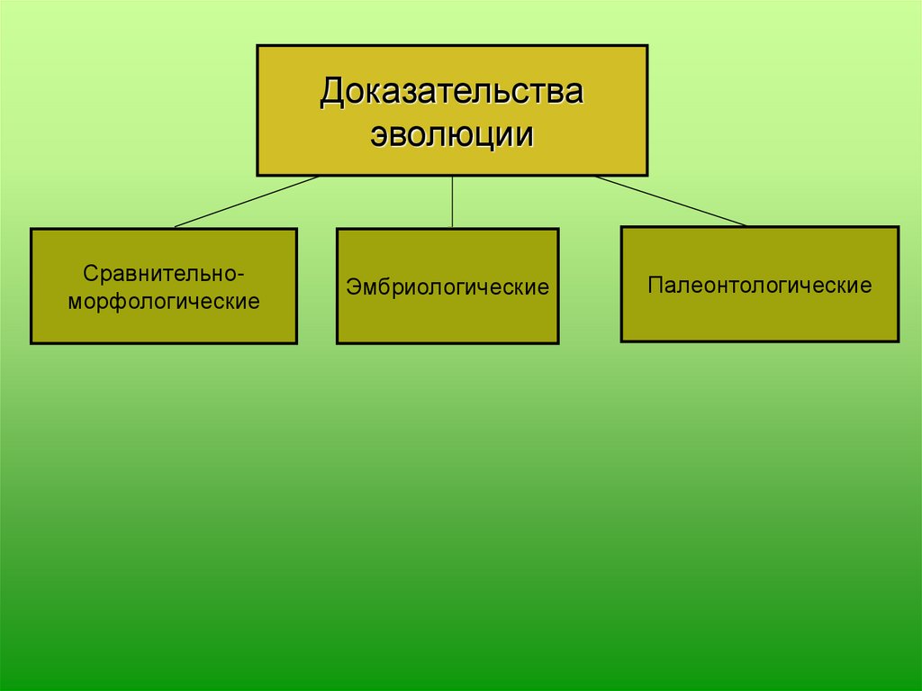 Доказательства эволюции презентация