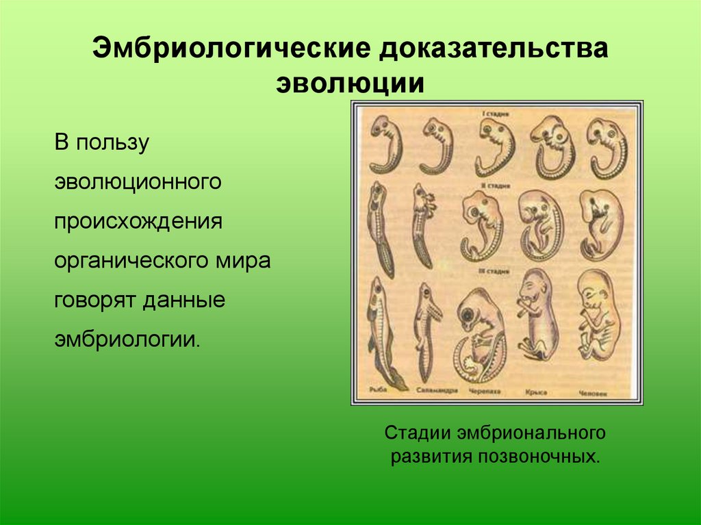 Докажите что развитие. Эмбриологические док-ва эволюции. Охарактеризуйте эмбриологические доказательства эволюции. Эмбриологические свидетельства эволюции. Эмбриологические доказательства эволюции органического мира.