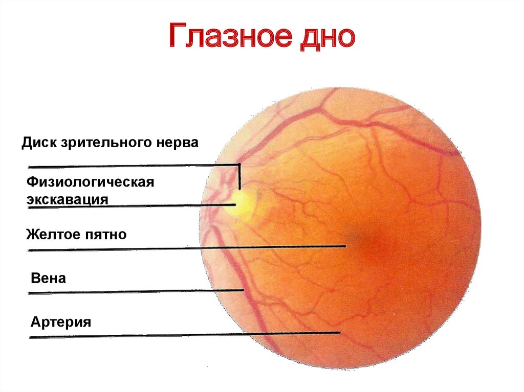 Норма глазного дна. Экскавация диска зрительного глазное дно. Схема глазного дна норма. Макула и диск зрительного нерва. Экскавация глазного дна.