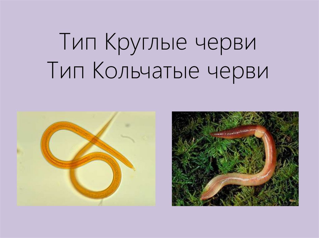 Круглые и кольчатые черви - презентация онлайн