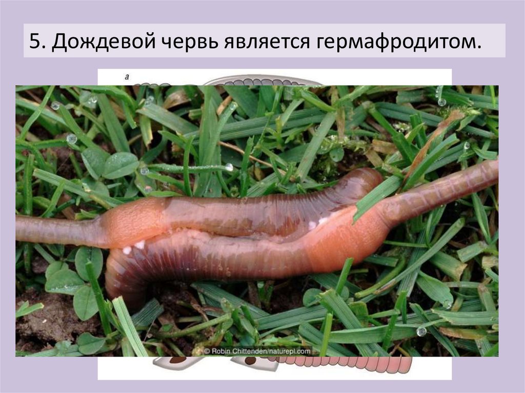 Круглые и кольчатые черви - презентация онлайн