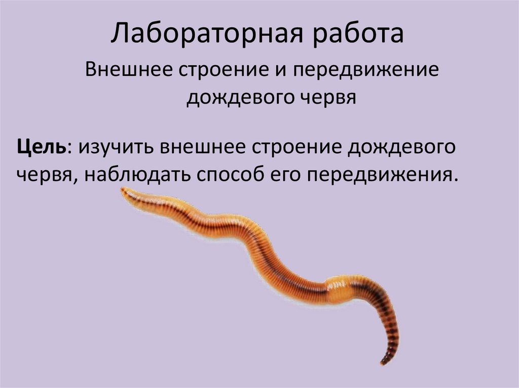 Круглые и кольчатые черви - презентация онлайн