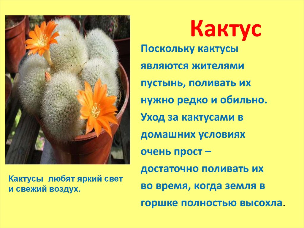 Рассказ про кактус 2 класс. Кактус описание растения. Что такое Кактус кратко. Кактусы комнатные информация. Кактусы комнатные презентация.