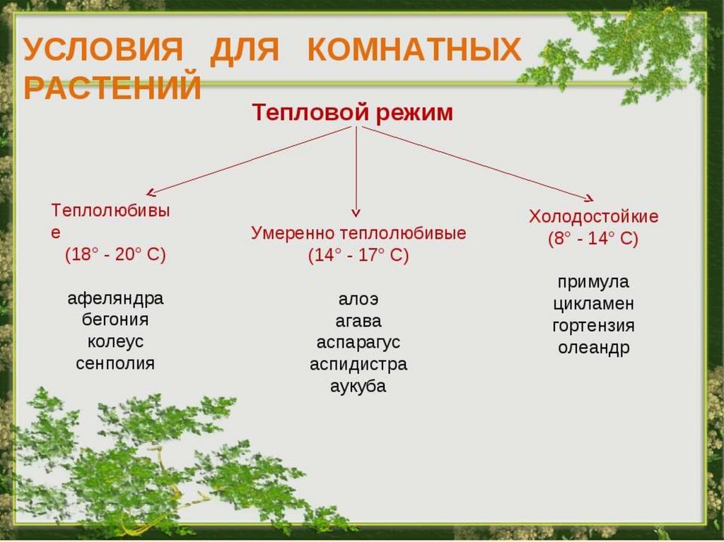 Теплолюбивые растения. Теплолюбивые и холодостойкие растения. Теплолюбивые и холодостойкие растения примеры. Теплолюбивые культурные растения. Какие растения холодостойкие.