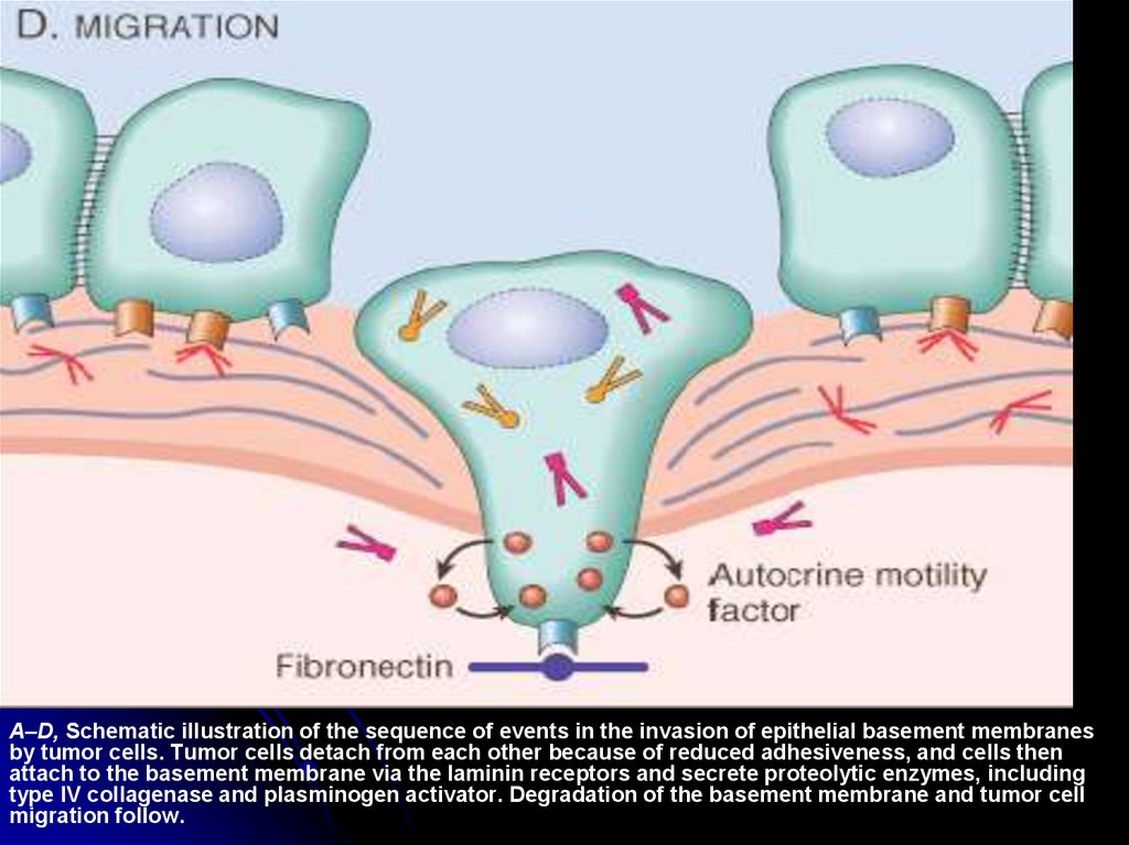 Epitheliale a. h ultra para que sirve