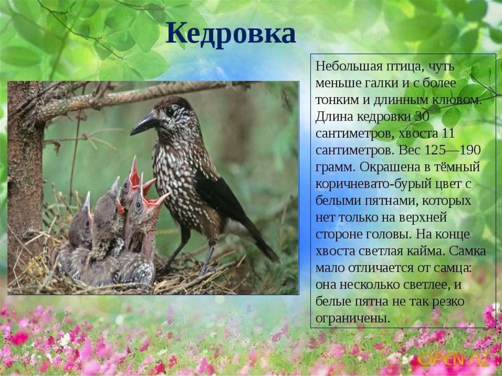 Край лесной текст. Кедровка птица описание. Описание птиц. Сообщение о Кедровке. Интересные Лесные птицы.