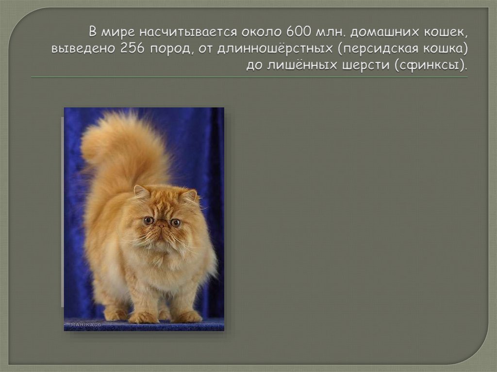 В мире насчитывается около 600 млн. домашних кошек, выведено 256 пород, от длинношёрстных (персидская кошка) до лишённых шерсти