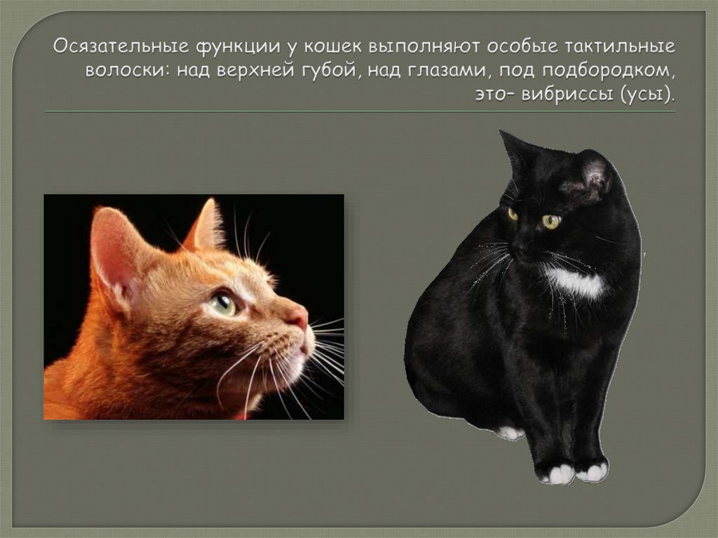 Осязательные функции у кошек выполняют особые тактильные волоски: над верхней губой, над глазами, под подбородком, это–