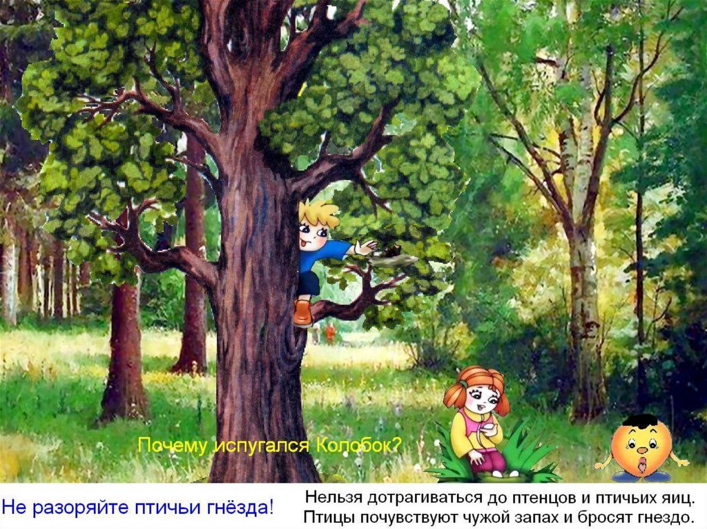 Что можно увидеть но нельзя потрогать. Неправильное поведения детей в лесу. Правила поведения в лесу. Картинка дети разоряют гнезда в лесу. Колобок деревья животные в лесу.