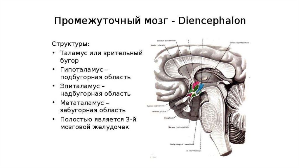 Промежуточный мозг презентация