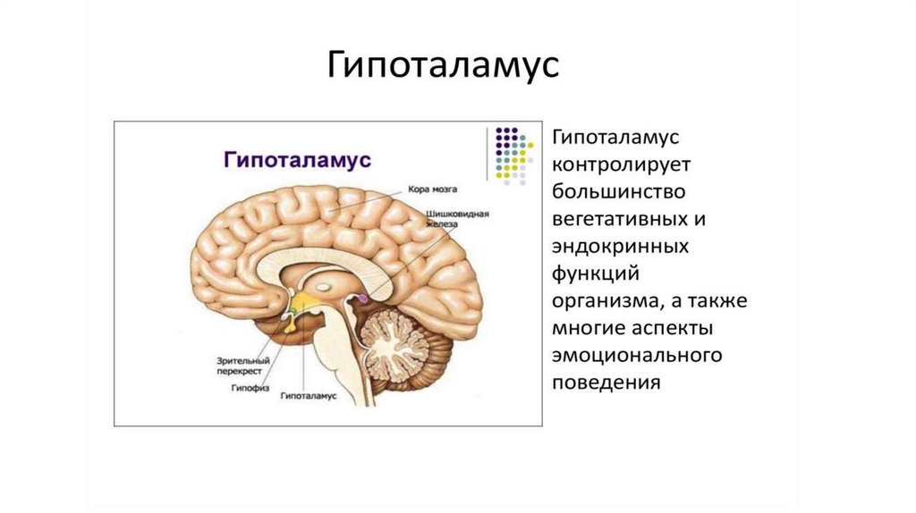 Промежуточный мозг презентация