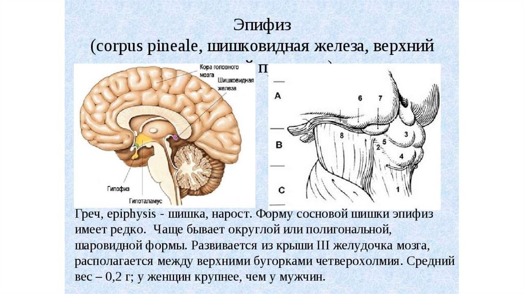 Эпифиз и гипофиз презентация