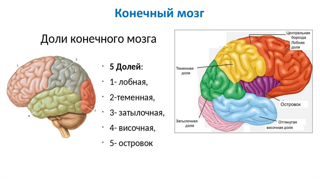 Конечный мозг анатомия презентация