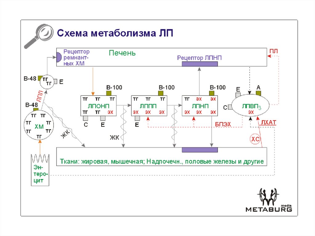 Схема лхат реакции