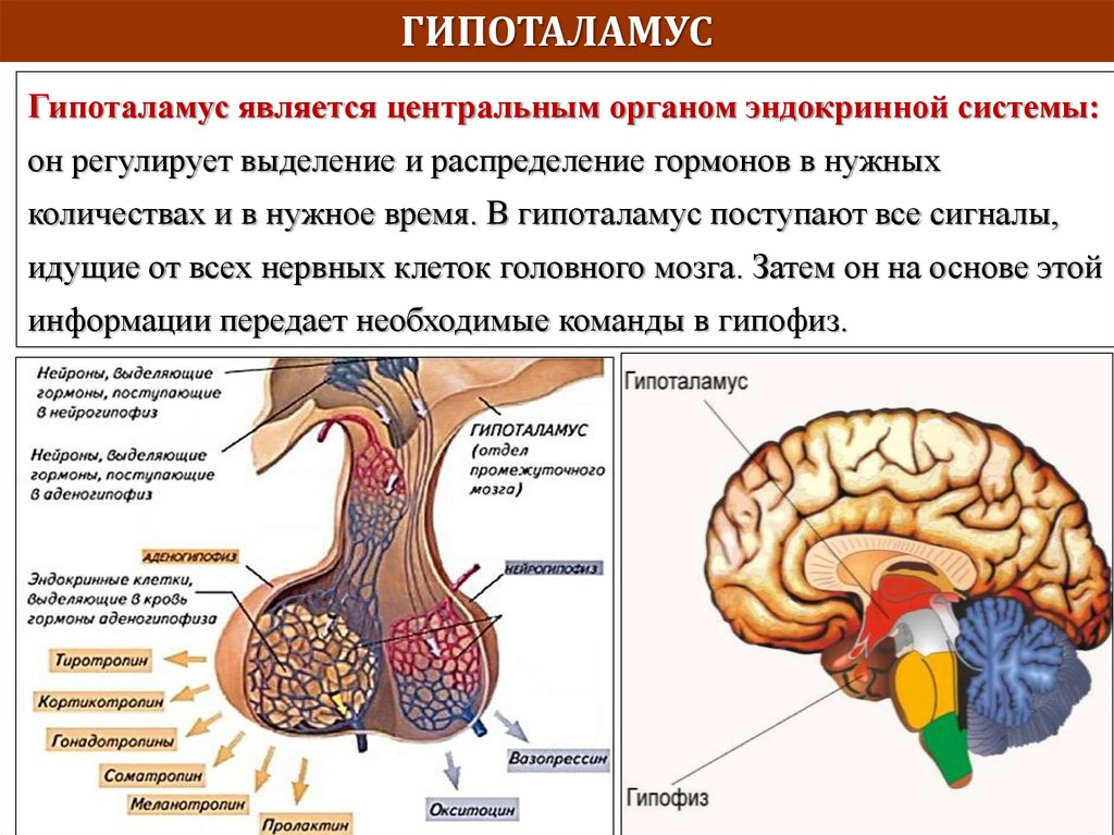 Функции гипоталамуса