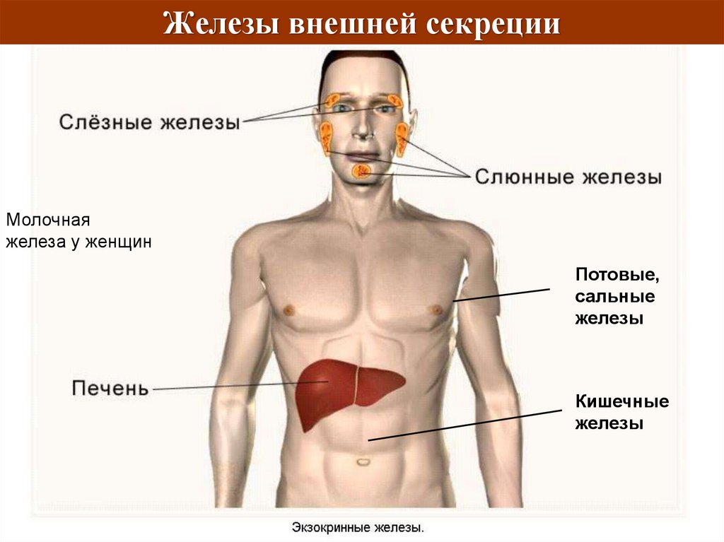 Печень внутренняя железа. Эндокринная система железы внутренней и внешней секреции. Железы внешней секреции человека. Эндокринная система железы внешней секреции. Железы внешней секреции рисунок.