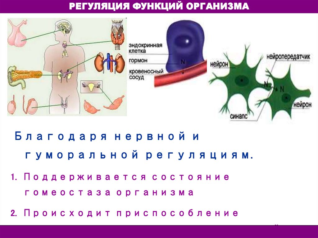 На рисунке железа смешанной секреции обозначена цифрой тест ответы