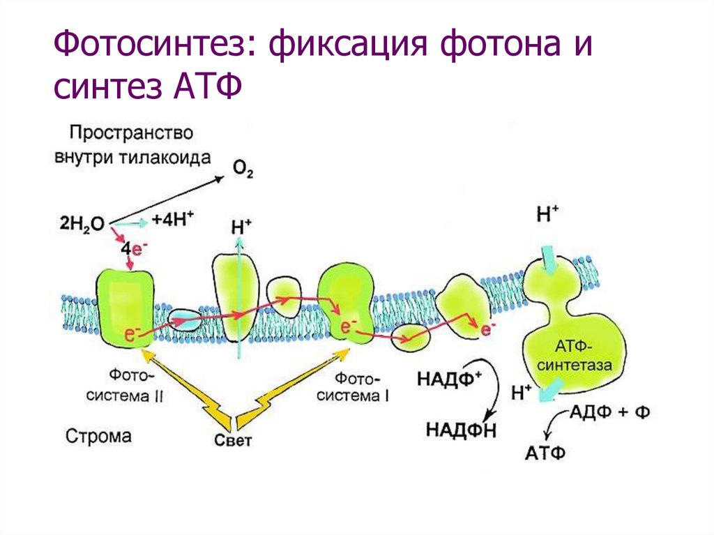 Фотосистема 1 фотолиз. АТФ синтетаза фотосинтез. Схема фотолиза воды при фотосинтезе. Фотосинтез схема на мембране.