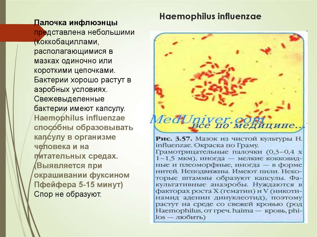 Haemophilus influenzae в носу. Haemophilus influenzae 10^7 koe/тамп. Haemophilus influenzae 10 6 кое/мл. Морфология гемофильной палочки. Гемофильные бактерии.